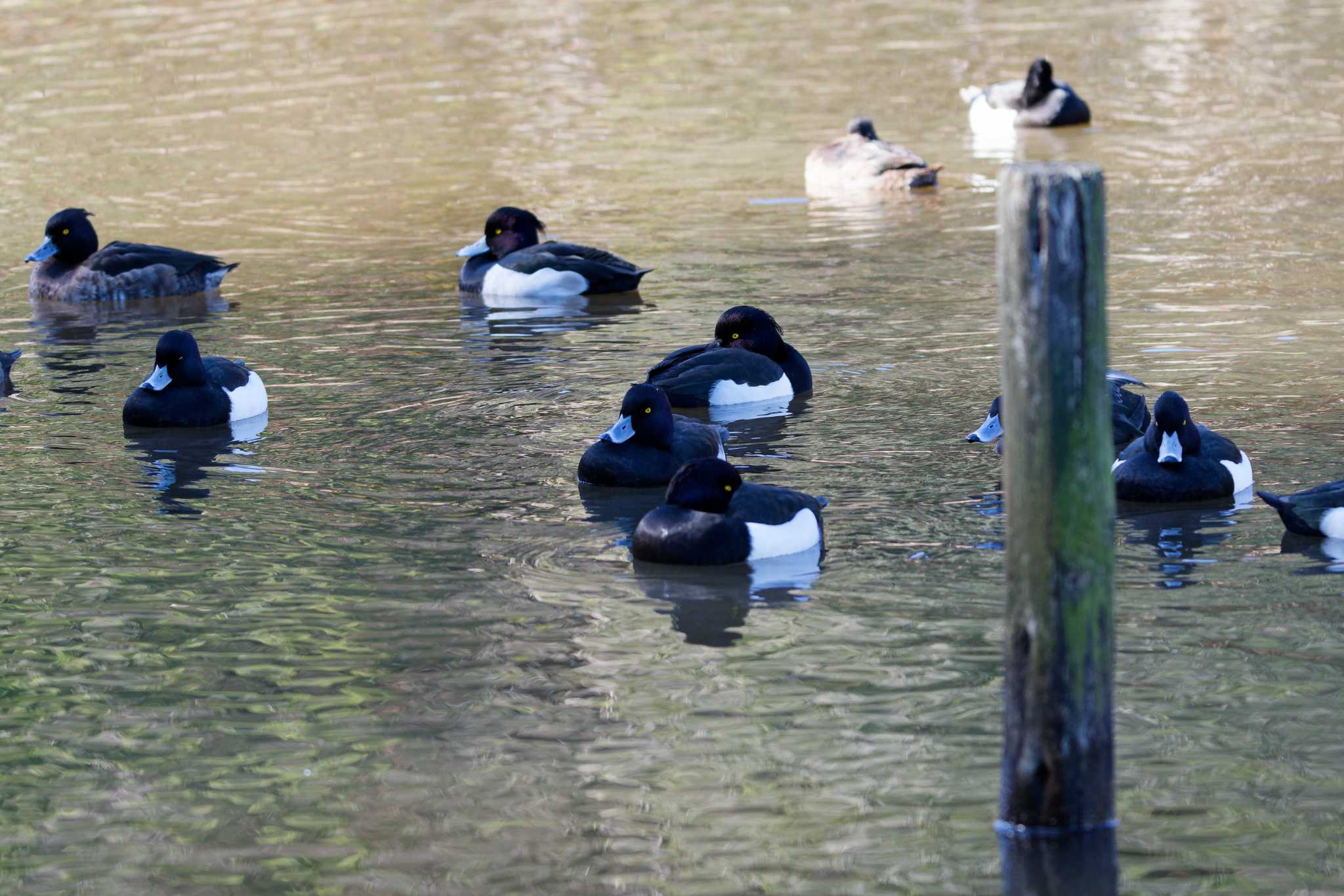 Tufted Duck