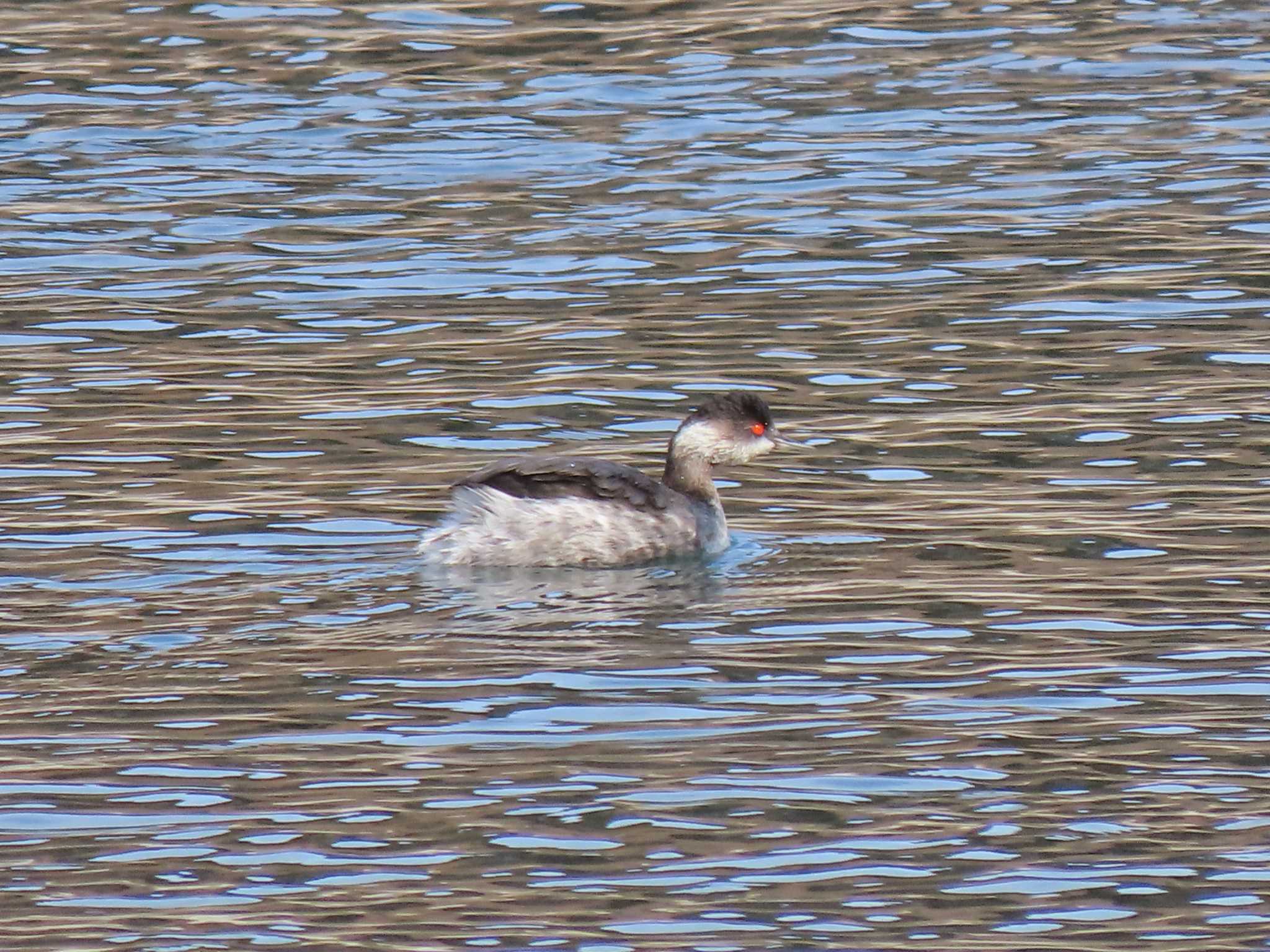 Black-necked Grebe