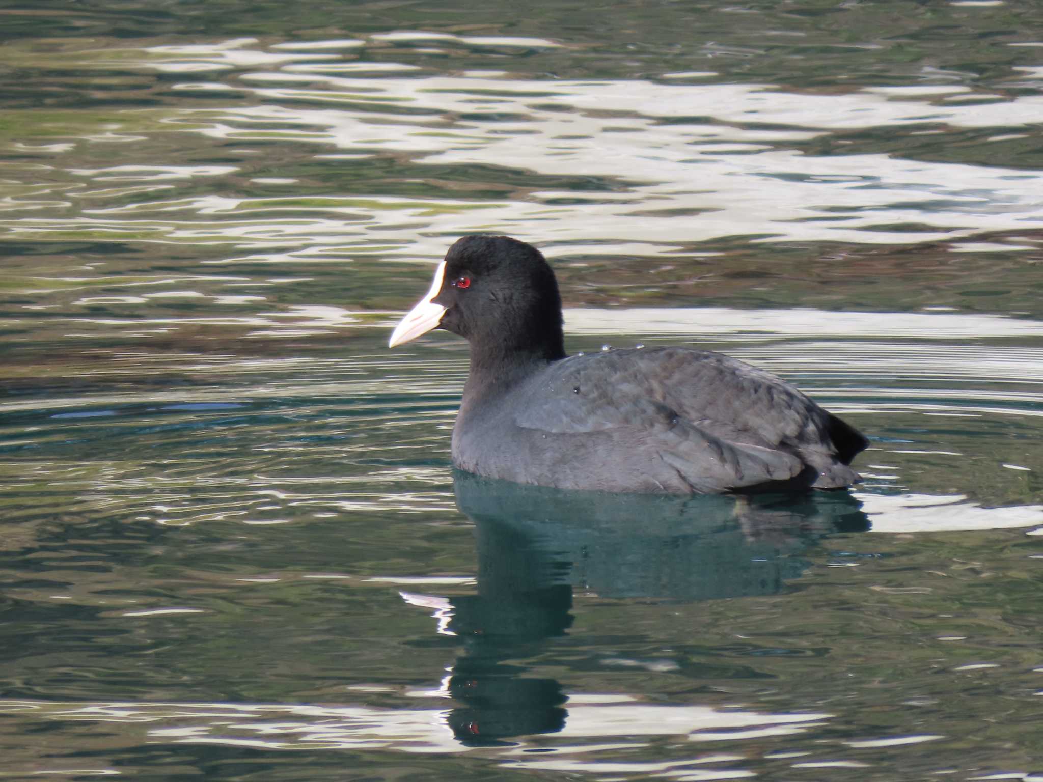 Eurasian Coot