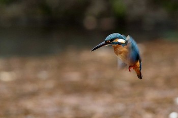 Common Kingfisher 名城公園 Sun, 1/28/2018