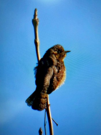 2024年1月14日(日) さくら草公園の野鳥観察記録