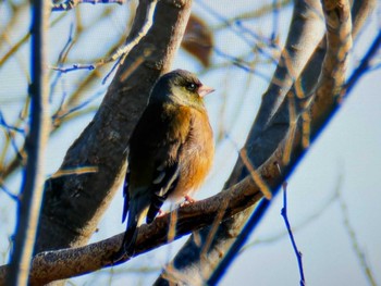 カワラヒワ さくら草公園 2024年1月14日(日)