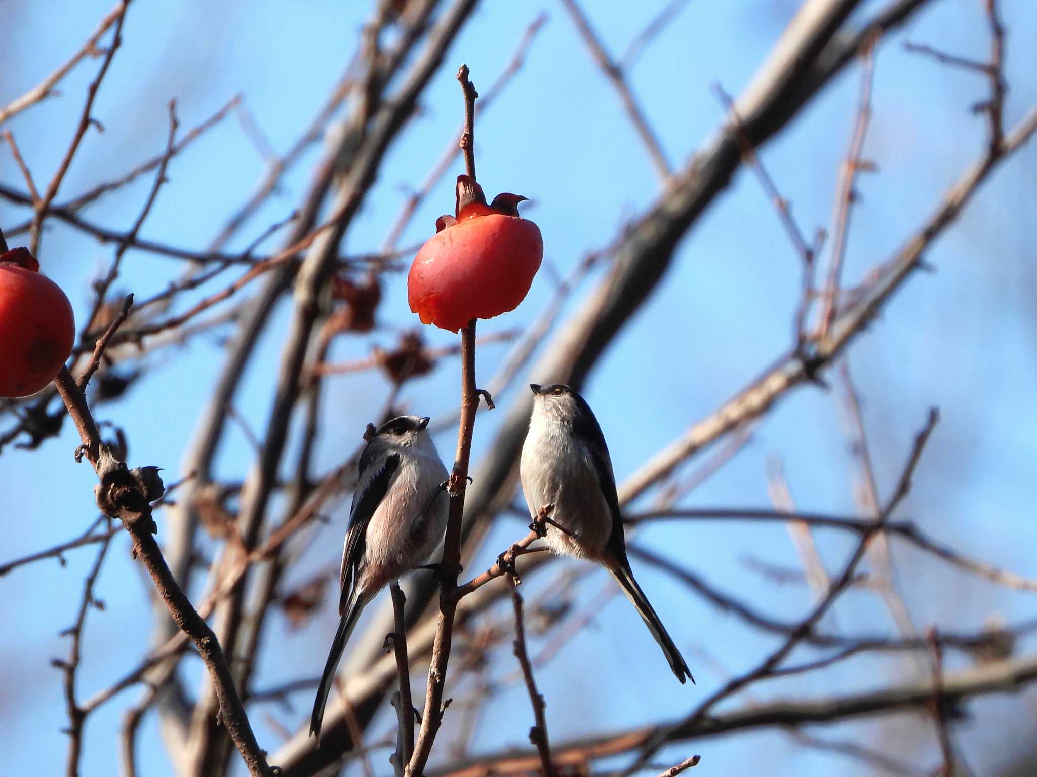 Photo of Long-tailed Tit at 紫金山公園 by ひよひよ