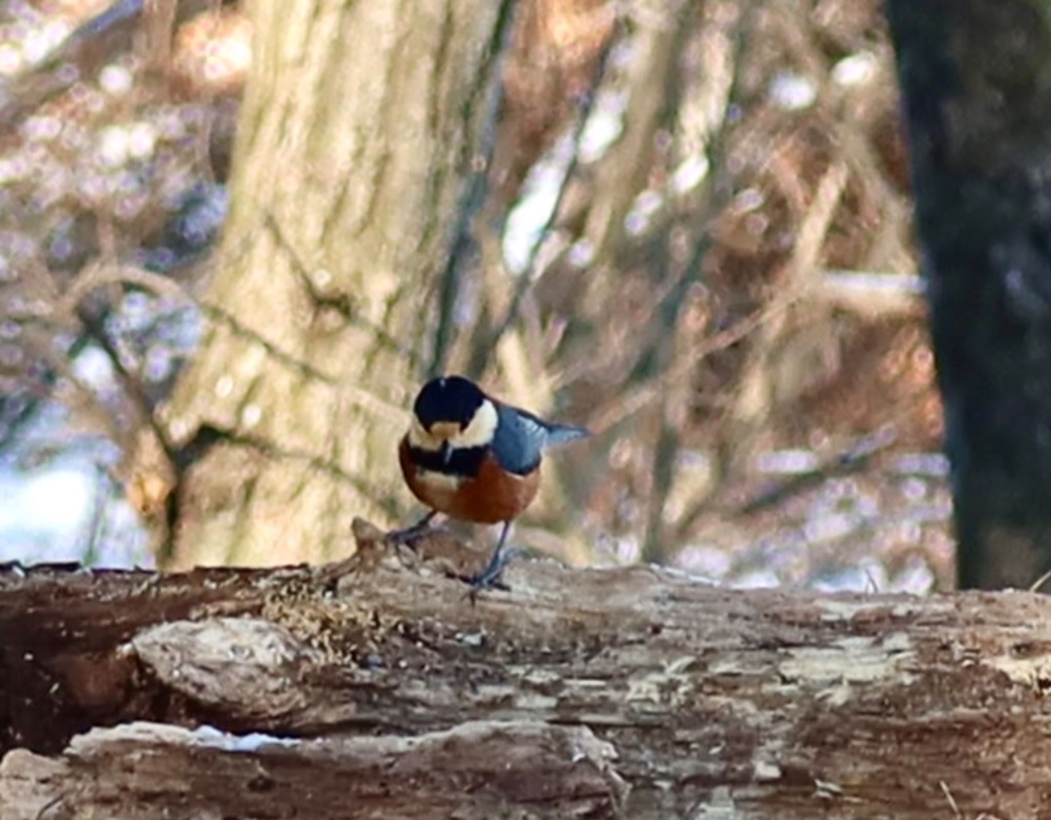 Photo of Varied Tit at 埼玉県 by ひこうき雲