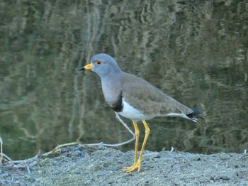 Grey-headed Lapwing 恩智川治水緑地 Sun, 1/14/2024