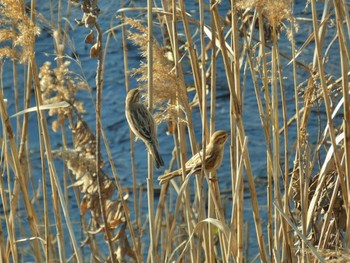 Sun, 1/14/2024 Birding report at 恩智川治水緑地