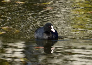 Eurasian Coot Mizumoto Park Sun, 1/14/2024