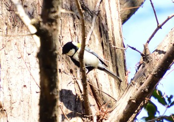 Japanese Tit Mizumoto Park Sun, 1/14/2024