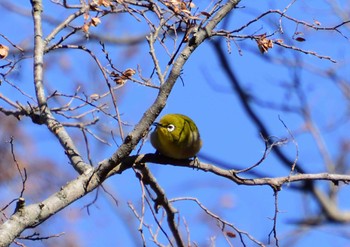 Warbling White-eye Mizumoto Park Sun, 1/14/2024