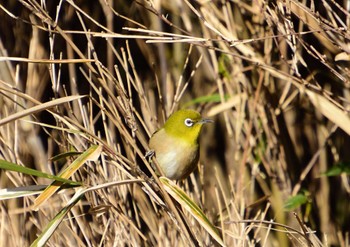 Warbling White-eye Mizumoto Park Sun, 1/14/2024