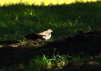 Eurasian Skylark Mizumoto Park Sun, 1/14/2024