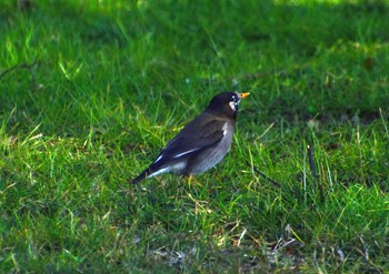 White-cheeked Starling Mizumoto Park Sun, 1/14/2024