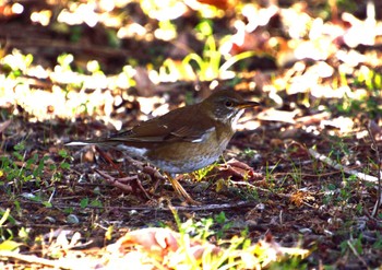 Pale Thrush Mizumoto Park Sun, 1/14/2024