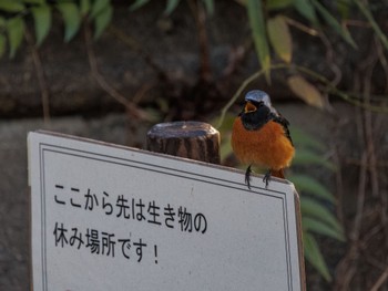 ジョウビタキ 善福寺公園 2024年1月14日(日)