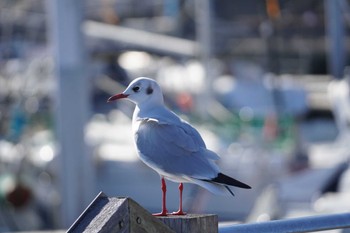 ユリカモメ 親水公園 2024年1月4日(木)