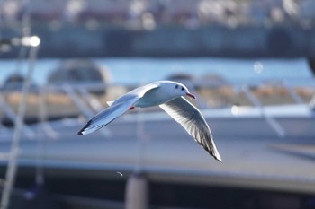 ユリカモメ 親水公園 2024年1月4日(木)