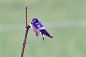 Barn Swallow Amboseli National Park Tue, 12/26/2023