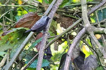 Grey-headed Nigrita