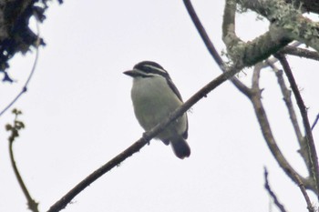 Yellow-rumped Tinkerbird