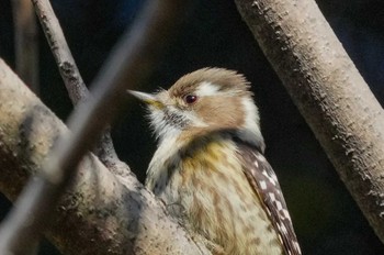 Japanese Pygmy Woodpecker Tokyo Port Wild Bird Park Sun, 1/14/2024