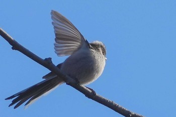 エナガ 東京港野鳥公園 2024年1月14日(日)