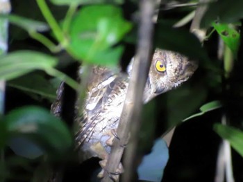 Moluccan Scops Owl インドネシア　ハルマヘラ島 Unknown Date