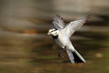 White Wagtail 名城公園 Sun, 2/4/2018