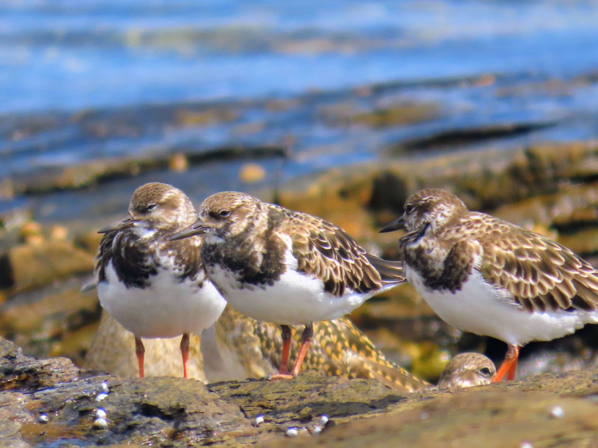 Long Reef(Australia, NSW) キョウジョシギの写真 by Maki