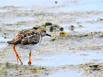 Ruddy Turnstone Long Reef(Australia, NSW) Fri, 1/5/2024