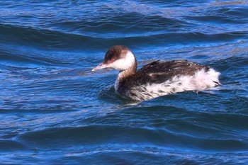 Horned Grebe 富士川河口 Sat, 1/13/2024