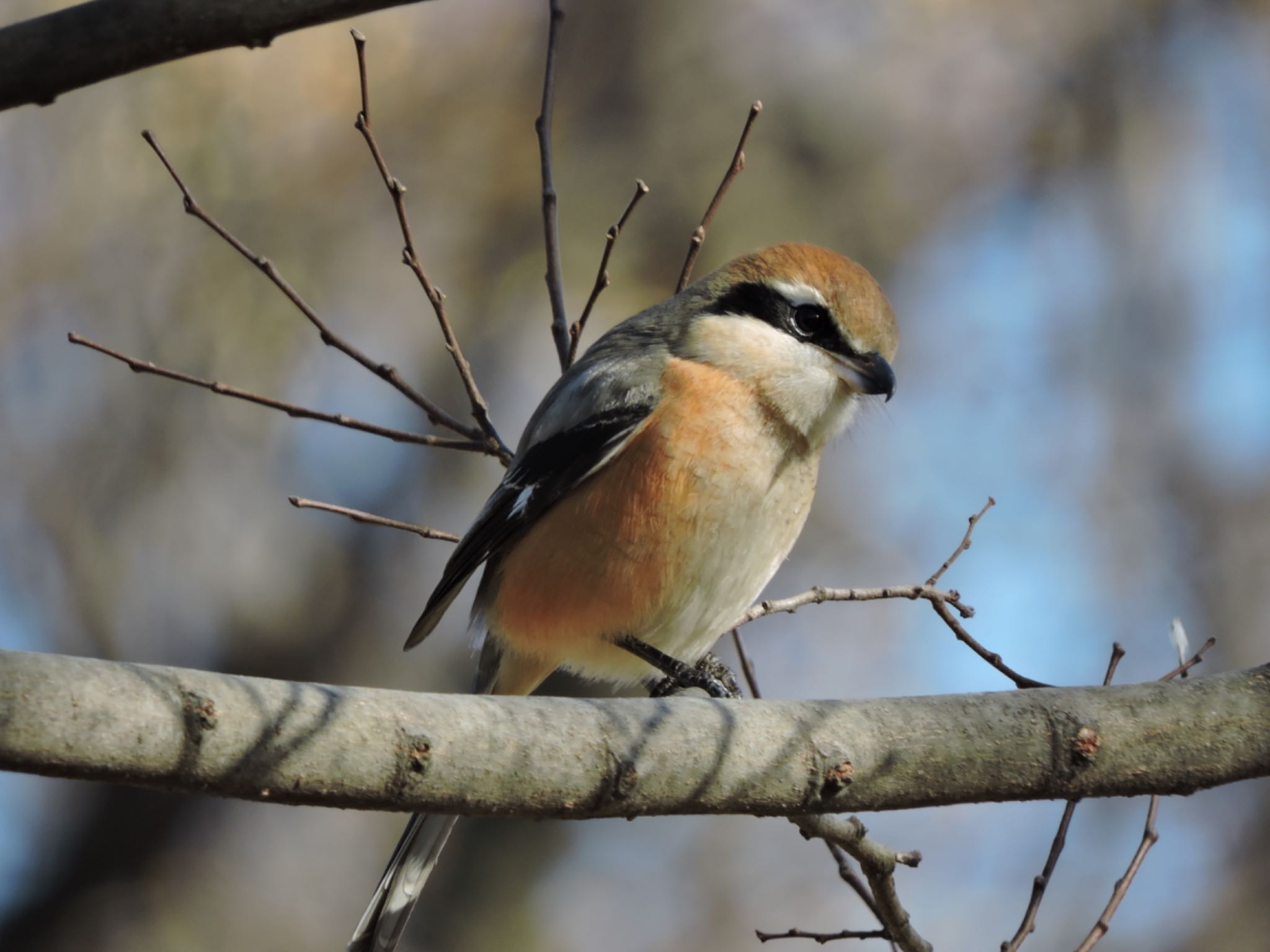 Photo of Bull-headed Shrike at Osaka Tsurumi Ryokuchi by 鉄腕よっしー