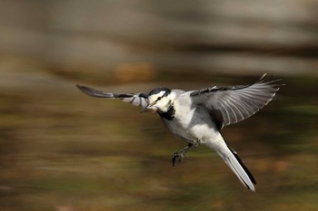 White Wagtail 名城公園 Sun, 2/4/2018