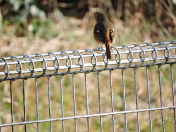 Daurian Redstart Osaka Tsurumi Ryokuchi Sun, 1/14/2024