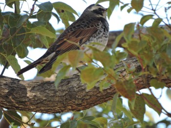 Dusky Thrush Osaka Tsurumi Ryokuchi Sun, 1/14/2024