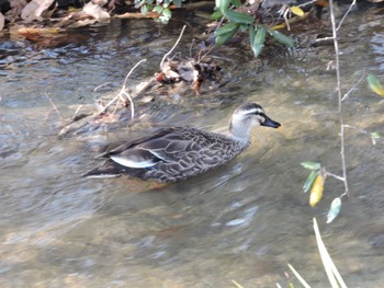 Eastern Spot-billed Duck Osaka Tsurumi Ryokuchi Sun, 1/14/2024