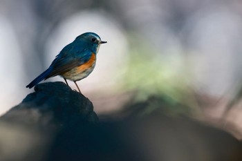 Red-flanked Bluetail Sayama Park Sun, 1/14/2024