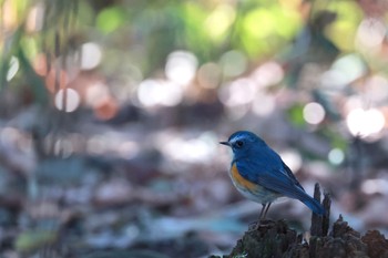 Red-flanked Bluetail Sayama Park Sun, 1/14/2024