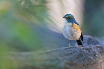 ルリビタキ 都立狭山公園 2024年1月14日(日)