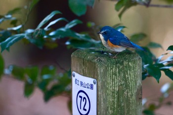 Red-flanked Bluetail Sayama Park Sun, 1/14/2024