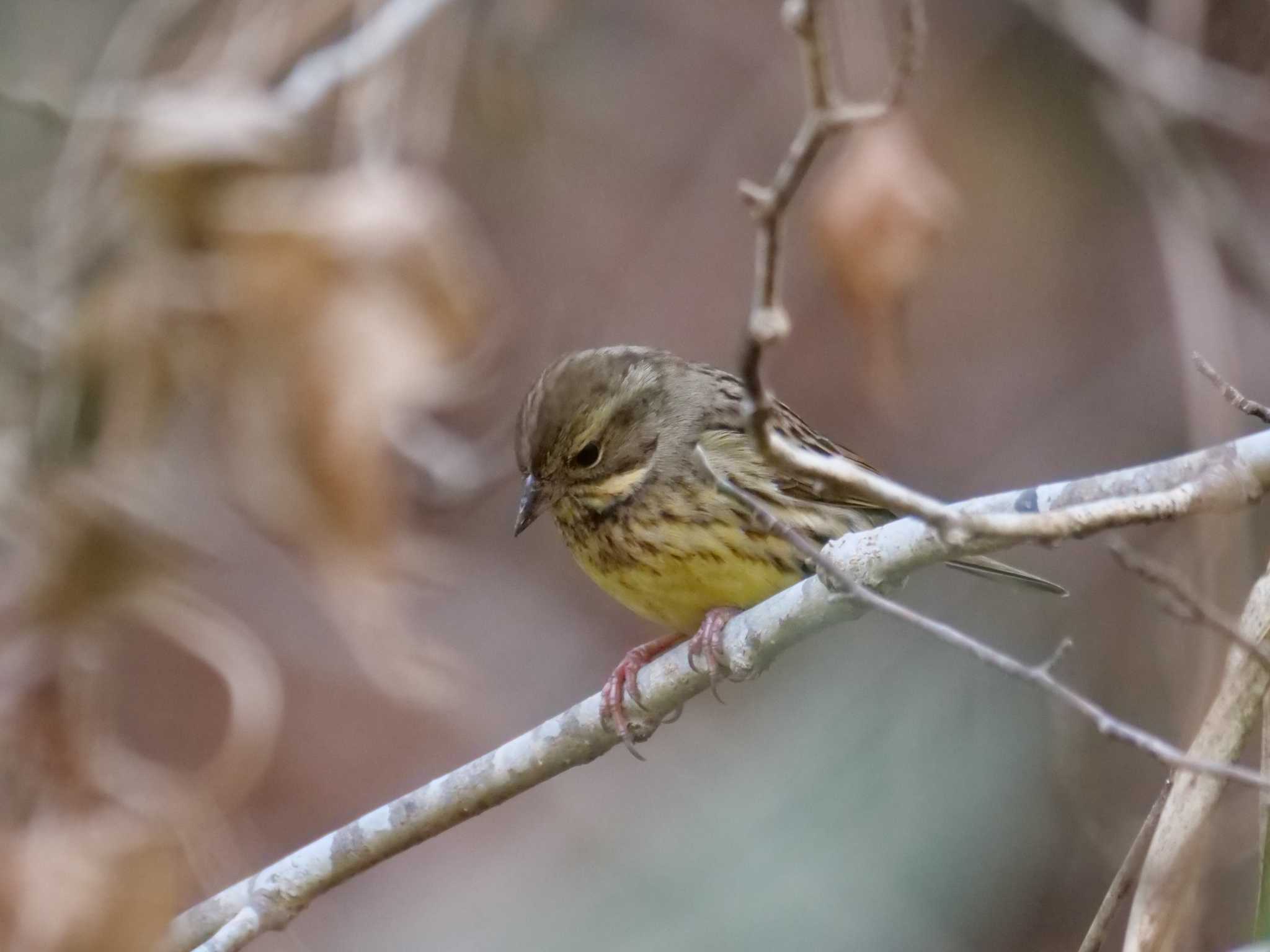 どこかで逢ったような・・初対面だよ・・ by little birds