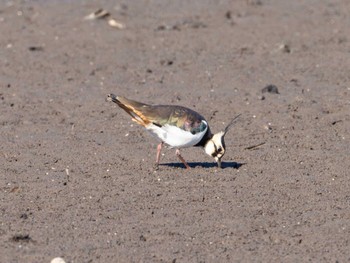 Northern Lapwing Inashiki Sun, 1/14/2024