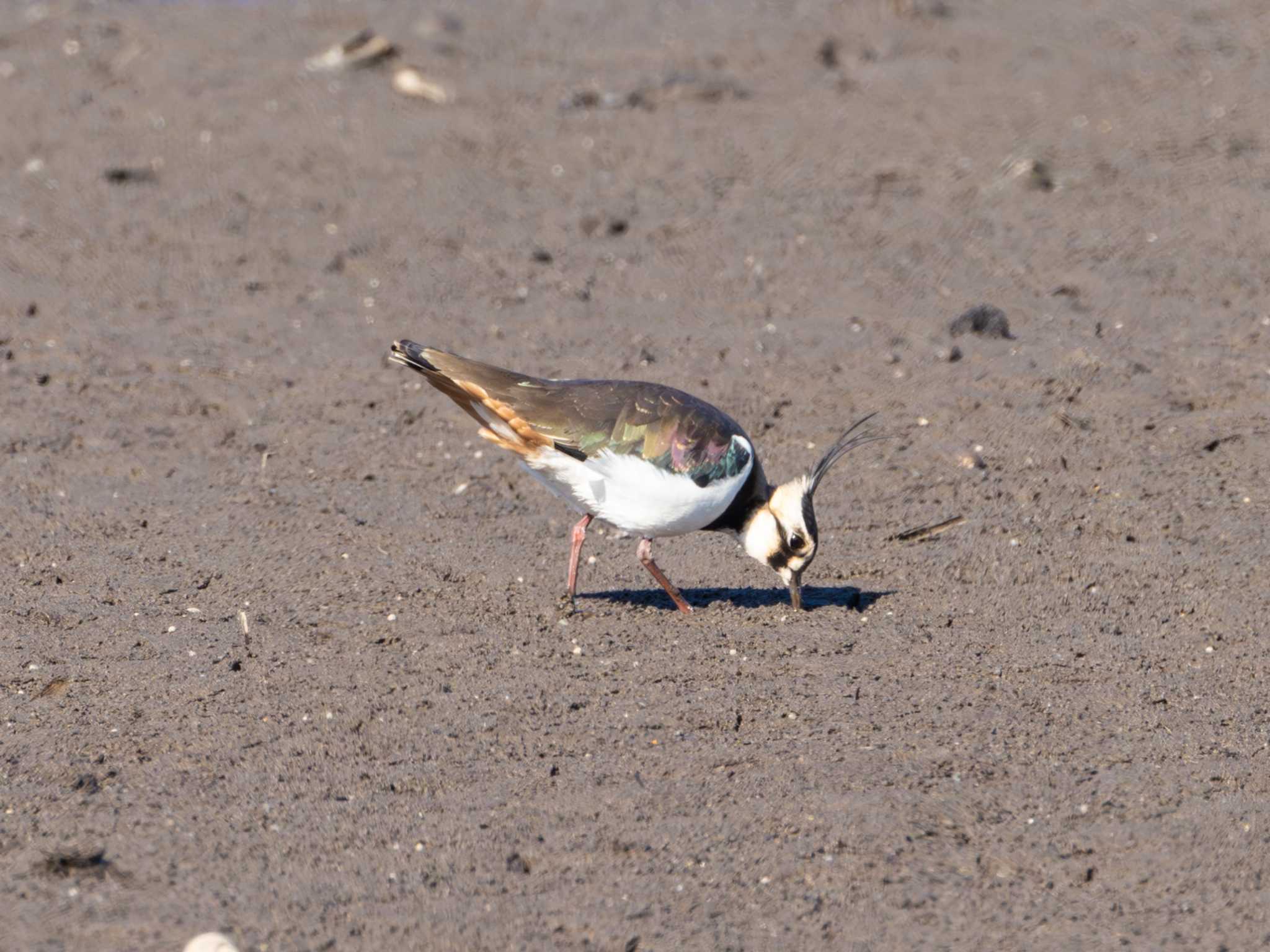 Northern Lapwing