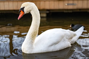 コブハクチョウ 千波公園 2024年1月14日(日)