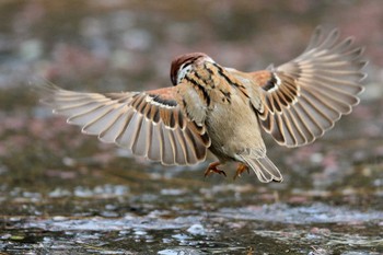 Eurasian Tree Sparrow 名城公園 Sun, 1/28/2018