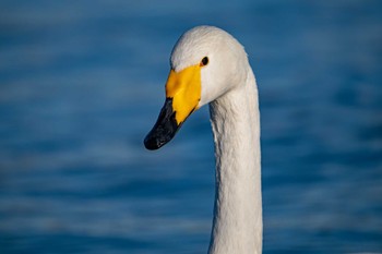 オオハクチョウ 千波公園 2024年1月14日(日)