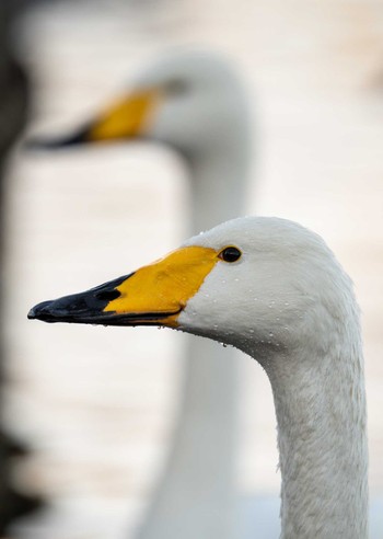 オオハクチョウ 千波公園 2024年1月14日(日)