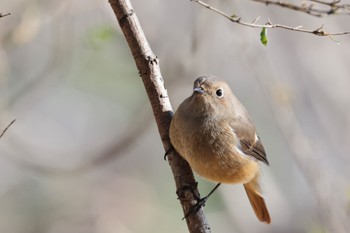 2024年1月14日(日) 馬見丘陵公園の野鳥観察記録