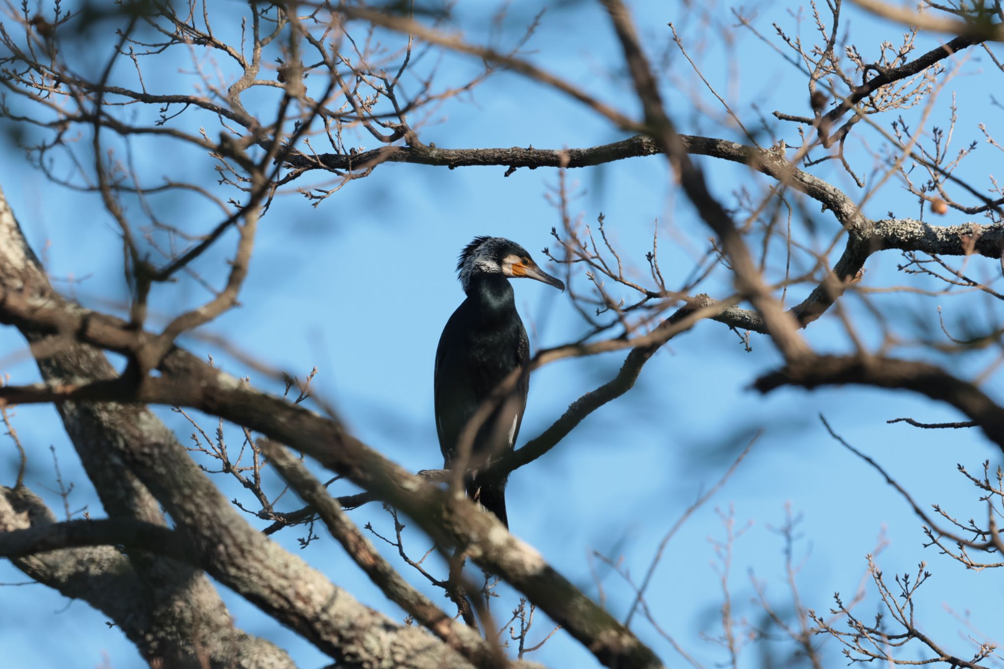 馬見丘陵公園 カワウの写真 by アカウント15049