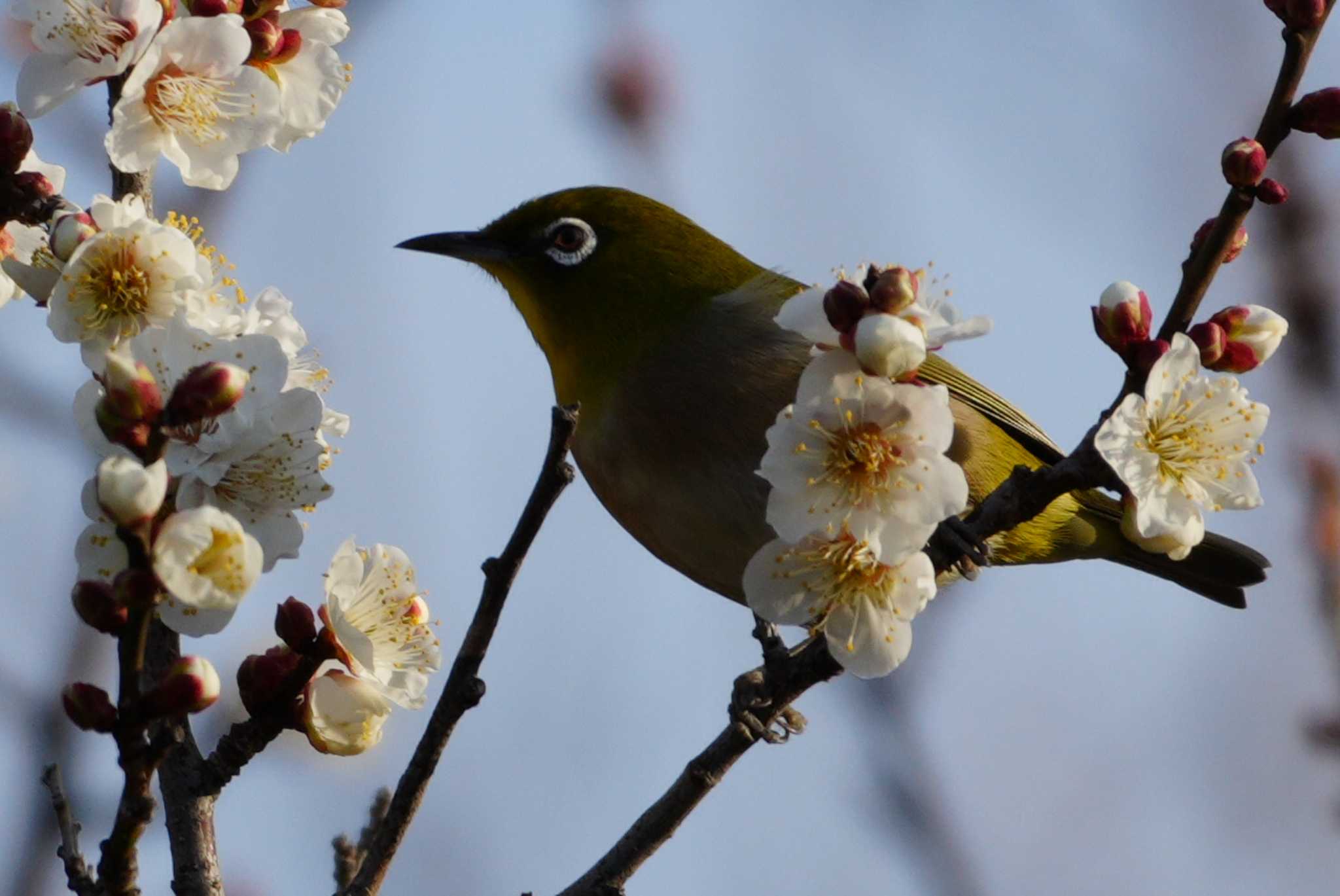 Warbling White-eye