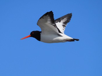 2024年1月14日(日) ふなばし三番瀬海浜公園の野鳥観察記録